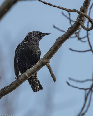 Starling--2.jpg