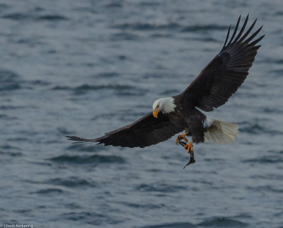 BALD_EAGLE-3-2-2.jpg