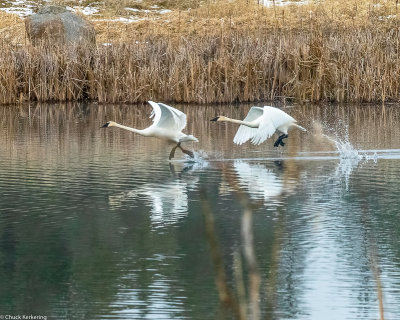 Trumpeter_Swans--2.jpg