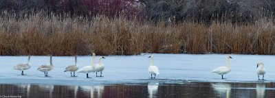 Trumpeter_Swans--4.jpg