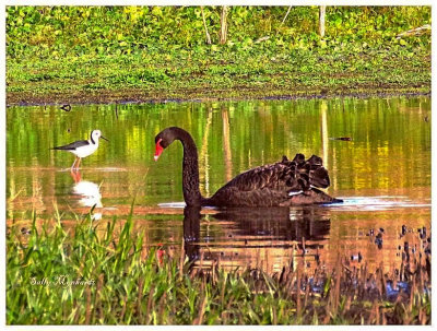 Sally is in hospital with bad scalding to her back.
She asked me to choose one of her pics to put up for her.
This attractive shot shows an Australian Black Swan and
a Stilt. Get WEll Soon Sal.
Hal