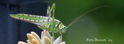 I discovered this katydid on some
of my succulents yesterday.  These are 
found on the eastern seaboard of Australia.
it was very slow moving and cooperative.