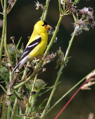 American Goldfinch - Washington State Bird 