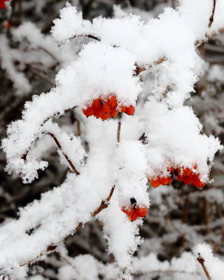 2-3-2019 The Last Berries of Fall