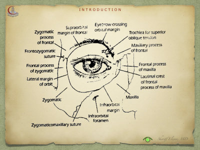 Introduction to Anatomy19.jpeg