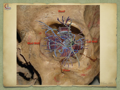 Introduction to Anatomy30.jpeg