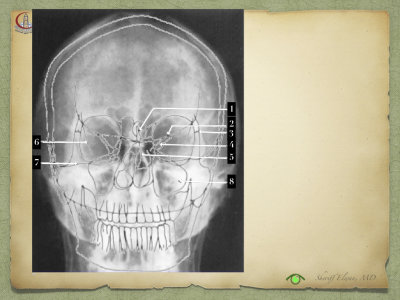 Introduction to Anatomy40.jpeg