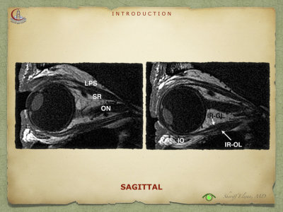 Introduction to Anatomy56.jpeg