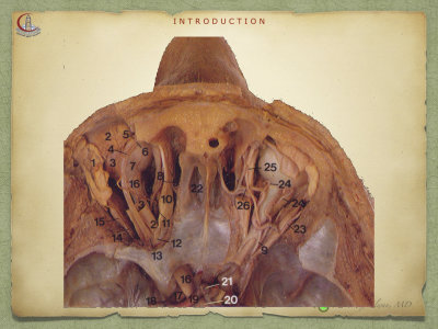 Introduction to Anatomy75.jpeg