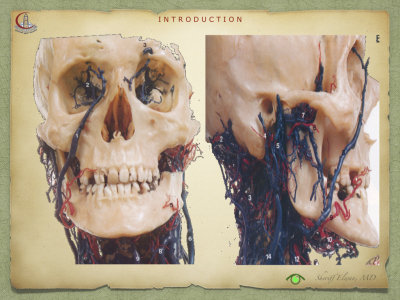 Introduction to Anatomy76.jpeg