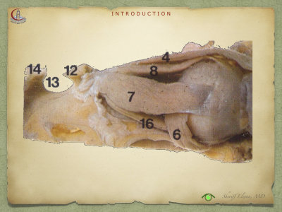 Introduction to Anatomy83.jpeg