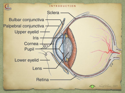 Introduction to Anatomy85.jpeg