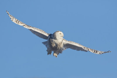 harfang - snowy owl
