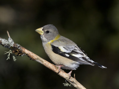 gros bec errant - evening grosbeak