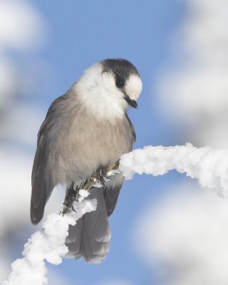 msangeai - gray jay