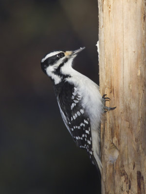 pic chevelu - hairy woodpecker