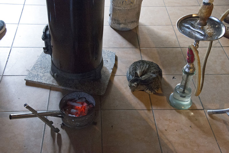 Istanbul Happy Cat dec 2018 9399.jpg