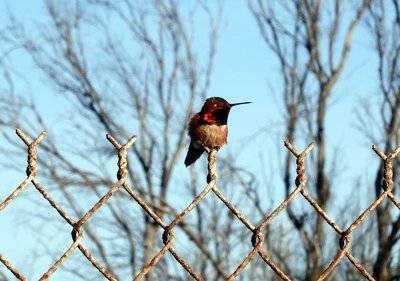 An Anna's Hummingbird (I think :)