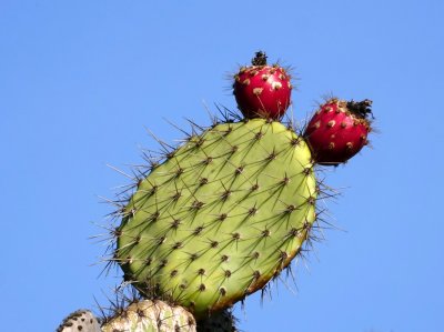 Prickly Pear Cactus