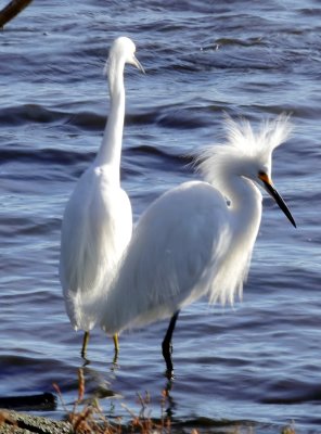 Two Snowy Egrets