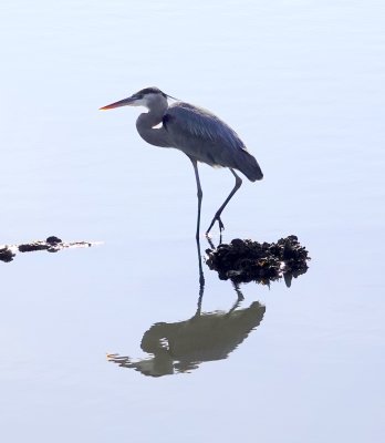 A Great Blue Heron