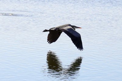 In flight