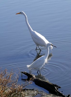 A Great Egret and a Snowy Egret
