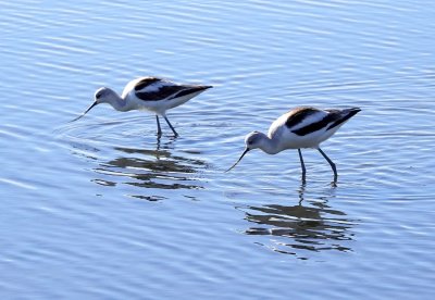 Avocets