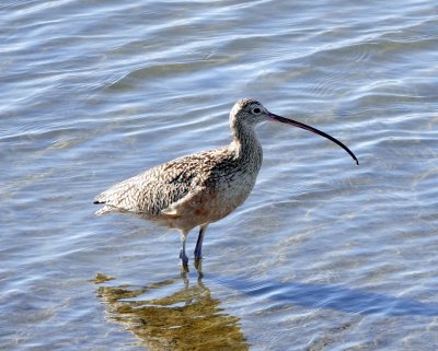A Long-billed Curlew