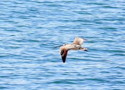 In flight