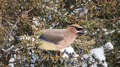 Cedar Waxwing