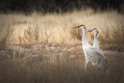 Sandhill Cranes in the Bosque