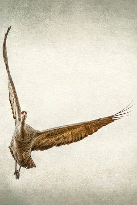 Flight