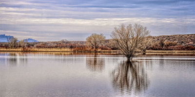 Morning Calm, Bosque del Apache