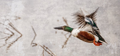Northern Shovelers Flight