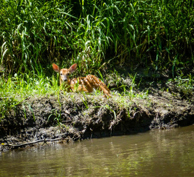 fawn_cutbank_S_Raccoon_June_2017_P1010745.jpg