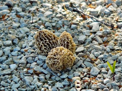 Morels - found in sunny spots near the house and shed!