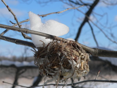 Winter Birds.