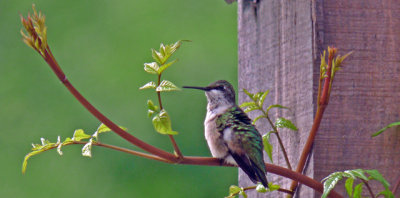 Ruby-throated Hummingbirds love to nest in the area.