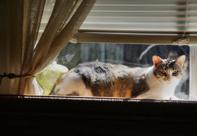 Callie's Sunbath