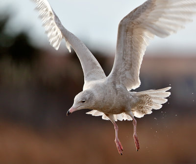 Glaucous Gull