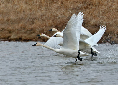 Tundra Swans