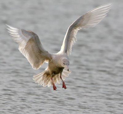 Glaucous Gull