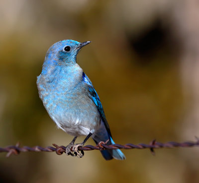 Mountain Bluebird