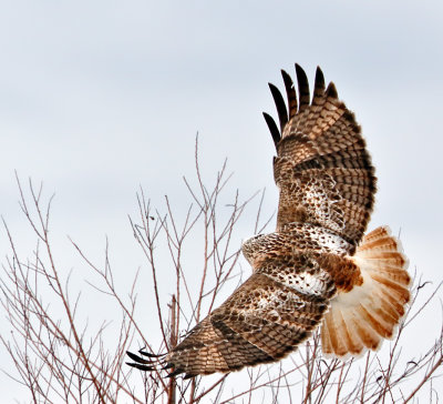 Krider's Red-tailed Hawk