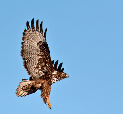 Harlan's Red-tailed Hawk
