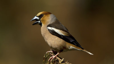 Appelvink / Hawfinch