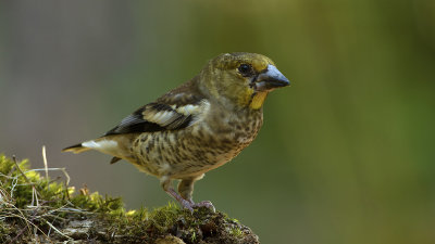Appelvink / Hawfinch