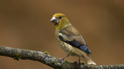 Appelvink / Hawfinch
