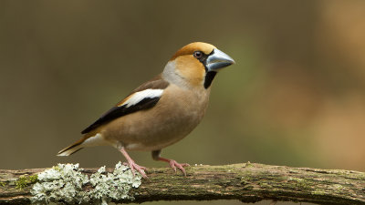 Appelvink / Hawfinch